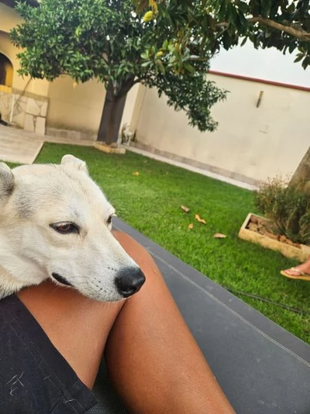 Patty splendida giovane cagnolina tg medio piccola cerca famiglia | Foto 3