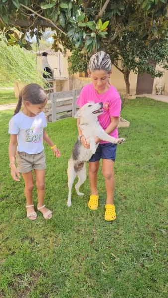 Patty splendida giovane cagnolina tg medio piccola cerca famiglia | Foto 1