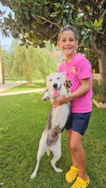 Patty splendida giovane cagnolina tg medio piccola cerca famiglia