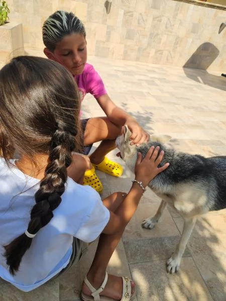 Patty splendida giovane cagnolina tg medio piccola cerca famiglia | Foto 0