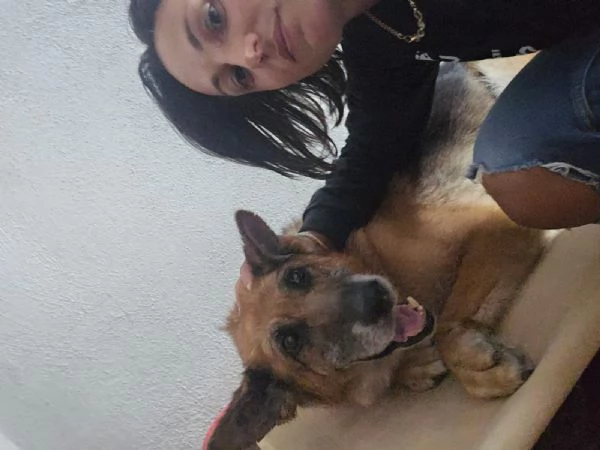 Tilda nonnina pastore tedesco cerca famiglia | Foto 3