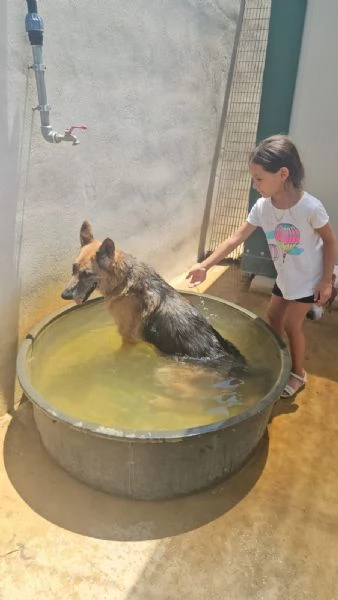 Tilda nonnina pastore tedesco cerca famiglia | Foto 0