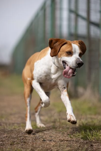 Amadeo Splendido Giovane Mix Pointer Cerca Famiglia | Foto 0