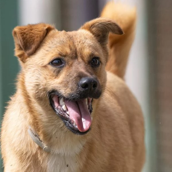 Gringo Meraviglioso Giovane Cagnolino Tg Piccola Cerca Famiglia | Foto 6