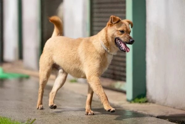 Gringo Meraviglioso Giovane Cagnolino Tg Piccola Cerca Famiglia | Foto 5