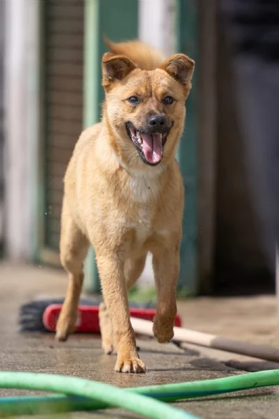 Gringo Meraviglioso Giovane Cagnolino Tg Piccola Cerca Famiglia