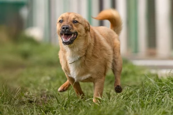Gringo Meraviglioso Giovane Cagnolino Tg Piccola Cerca Famiglia | Foto 4