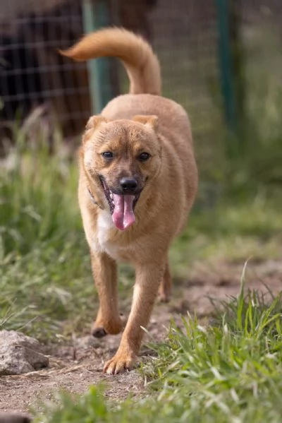 Gringo Meraviglioso Giovane Cagnolino Tg Piccola Cerca Famiglia | Foto 3