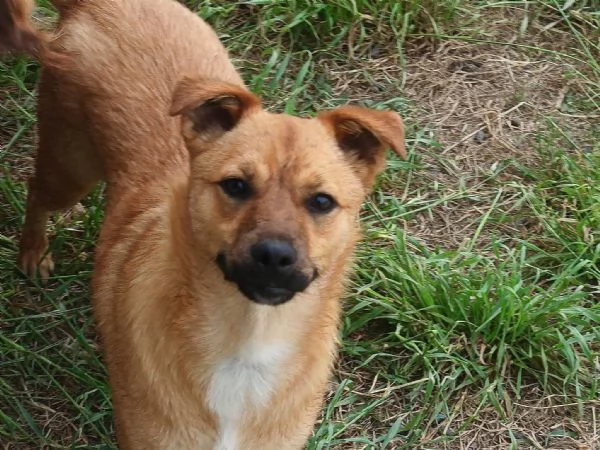Gringo Meraviglioso Giovane Cagnolino Tg Piccola Cerca Famiglia | Foto 1