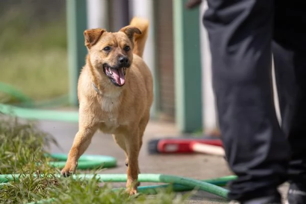 Gringo Meraviglioso Giovane Cagnolino Tg Piccola Cerca Famiglia | Foto 0