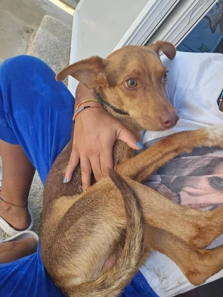 Lupo Meraviglioso Cucciolo Tg Piccola Cerca Adozione