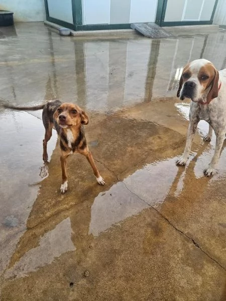 Lupo Meraviglioso Cucciolo Tg Piccola Cerca Adozione | Foto 4