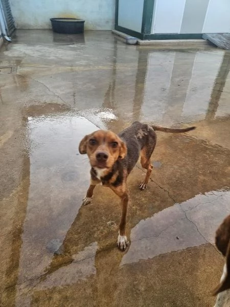 Lupo Meraviglioso Cucciolo Tg Piccola Cerca Adozione | Foto 2