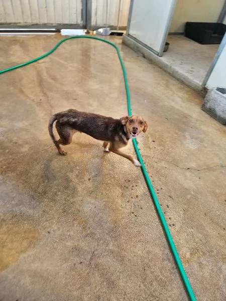 Lupo Meraviglioso Cucciolo Tg Piccola Cerca Adozione | Foto 1