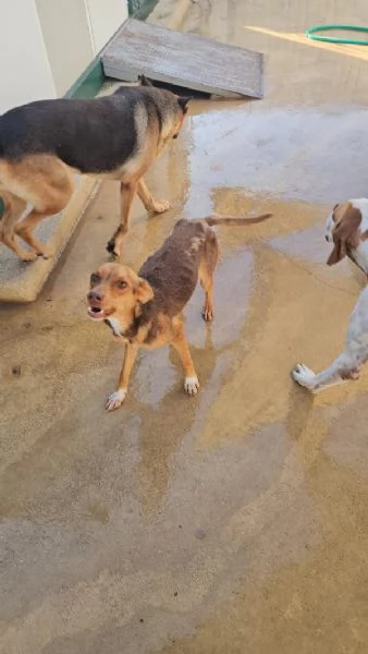 Lupo Meraviglioso Cucciolo Tg Piccola Cerca Adozione | Foto 0