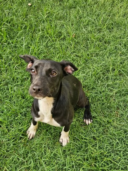 Beatrice Dolce Cucciola Tg Piccola Cerca Adozione | Foto 6