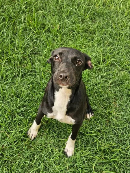 Beatrice Dolce Cucciola Tg Piccola Cerca Adozione | Foto 4