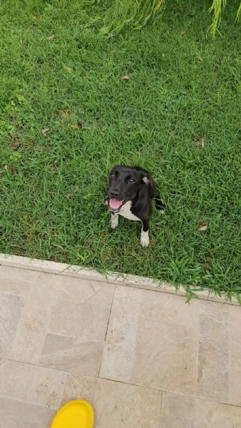 Beatrice Dolce Cucciola Tg Piccola Cerca Adozione | Foto 3