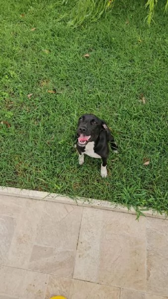 Beatrice Dolce Cucciola Tg Piccola Cerca Adozione | Foto 4