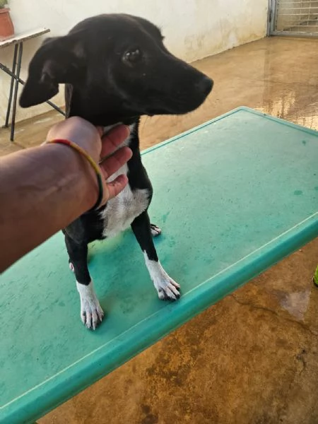 Beatrice Dolce Cucciola Tg Piccola Cerca Adozione | Foto 2