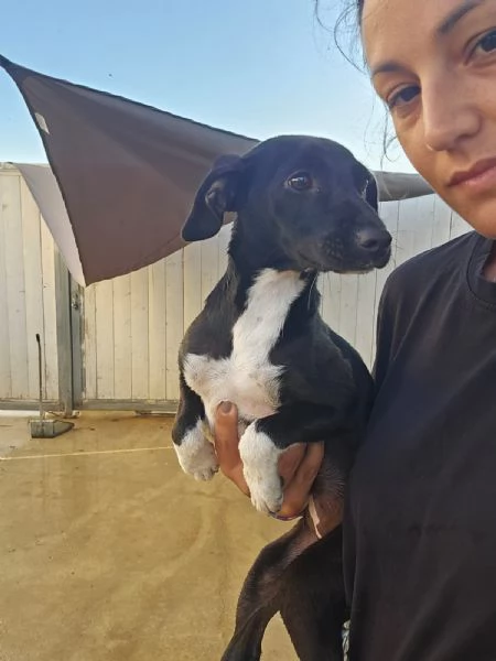 Beatrice Dolce Cucciola Tg Piccola Cerca Adozione | Foto 1