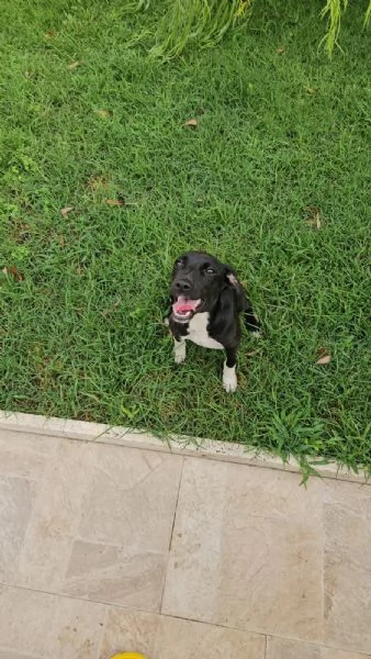 Beatrice Dolce Cucciola Tg Piccola Cerca Adozione | Foto 0