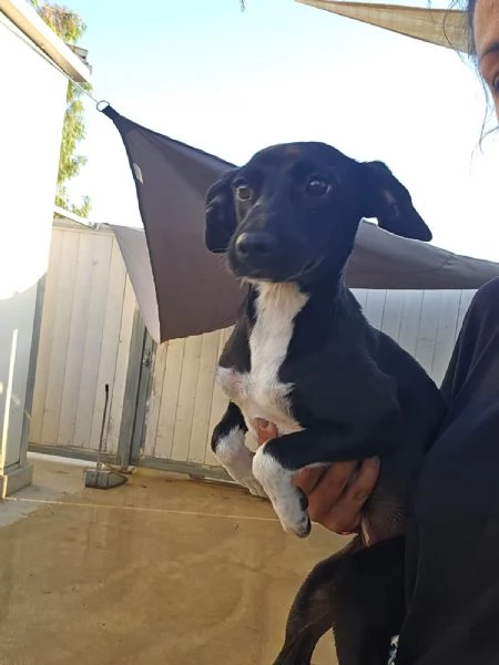 Beatrice Dolce Cucciola Tg Piccola Cerca Adozione