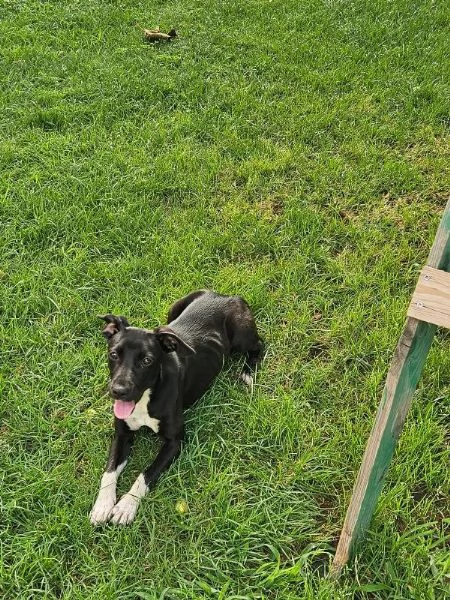 Beatrice Dolce Cucciola Tg Piccola Cerca Adozione | Foto 1