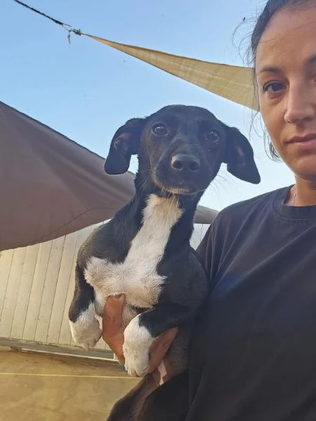 Beatrice Dolce Cucciola Tg Piccola Cerca Adozione