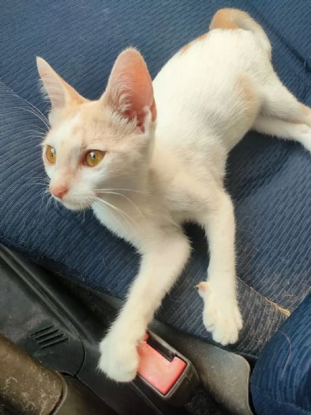 Stitch Meraviglioso Dolce Gattino Cerca Famiglia | Foto 3