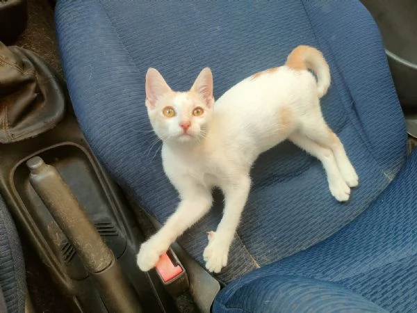 Stitch Meraviglioso Dolce Gattino Cerca Famiglia | Foto 2