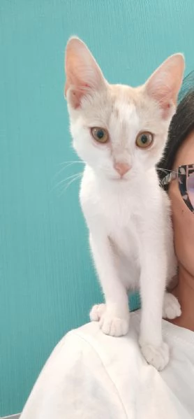 Stitch Meraviglioso Dolce Gattino Cerca Famiglia | Foto 1