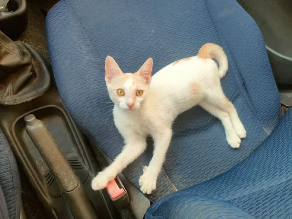 Stitch Meraviglioso Dolce Gattino Cerca Famiglia | Foto 0