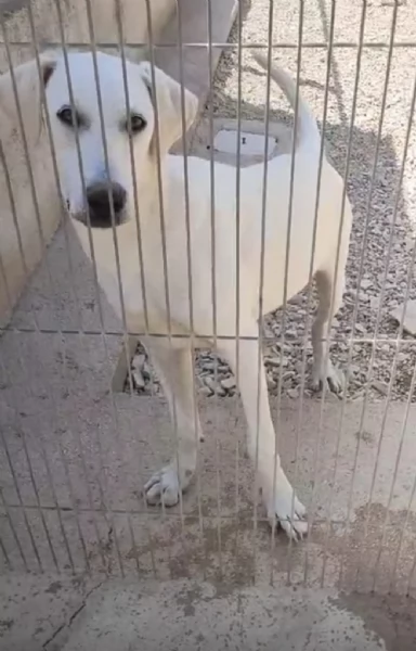 Gelsomino Dolce Cucciolo Simil Labrador In Canile | Foto 3