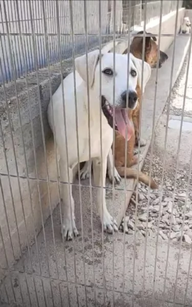 Gelsomino Dolce Cucciolo Simil Labrador In Canile
