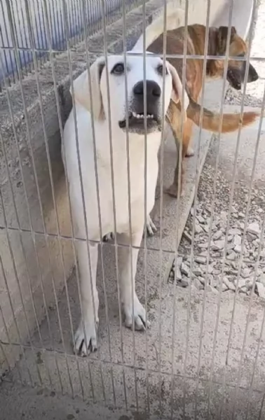 Gelsomino Dolce Cucciolo Simil Labrador In Canile | Foto 2
