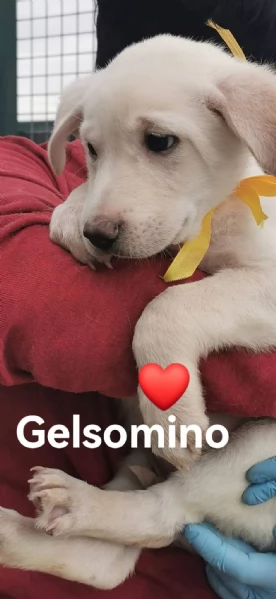 Gelsomino Dolce Cucciolo Simil Labrador In Canile | Foto 1