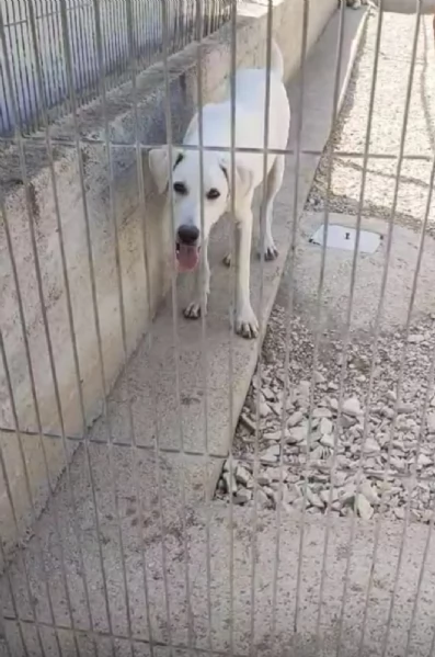Gelsomino Dolce Cucciolo Simil Labrador In Canile | Foto 0