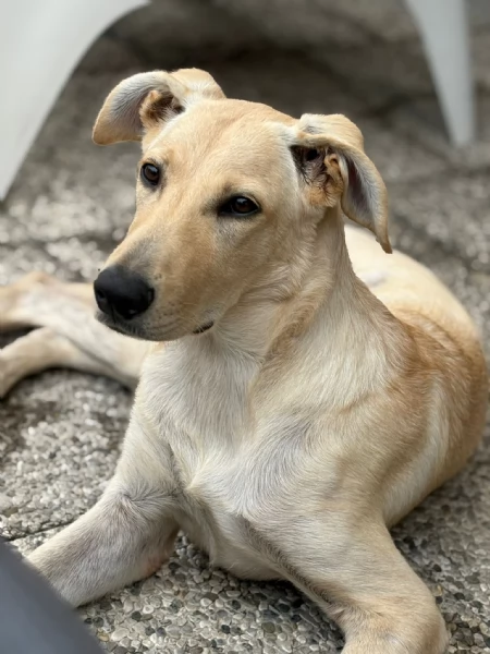 Ariel Meravigliosa Cucciolotta Simil Labrador