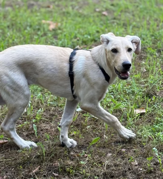 Ariel Meravigliosa Cucciolotta Simil Labrador | Foto 6