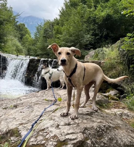 Ariel Meravigliosa Cucciolotta Simil Labrador | Foto 5