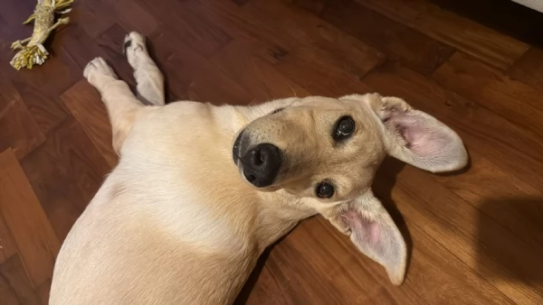 Ariel Meravigliosa Cucciolotta Simil Labrador | Foto 6