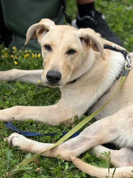 Ariel Meravigliosa Cucciolotta Simil Labrador | Foto 5