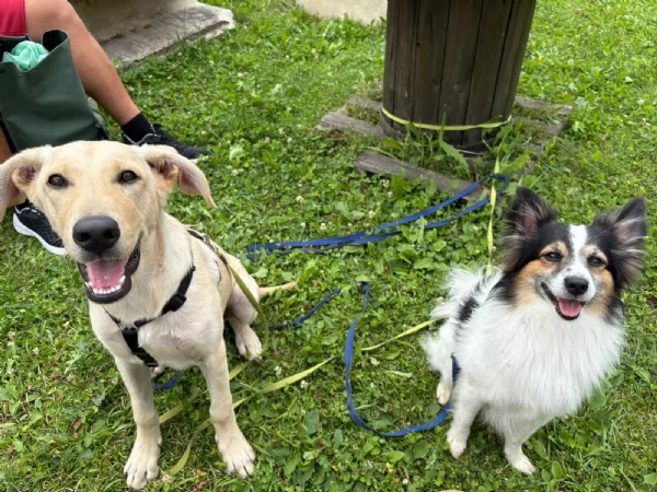 Ariel Meravigliosa Cucciolotta Simil Labrador | Foto 4