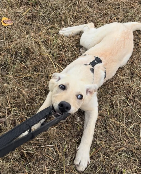 Ariel Meravigliosa Cucciolotta Simil Labrador | Foto 4