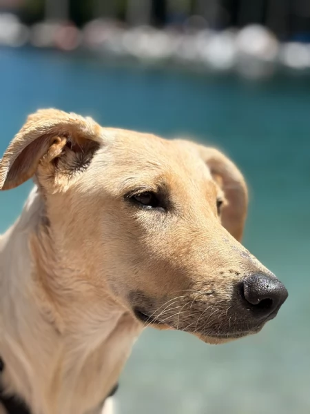 Ariel Meravigliosa Cucciolotta Simil Labrador | Foto 3