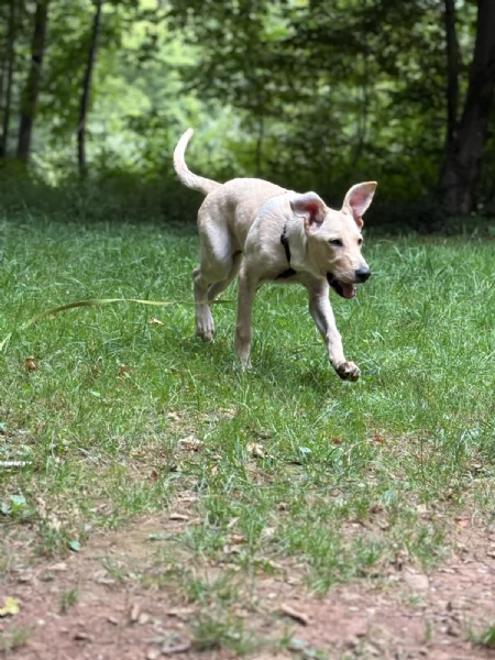 Ariel Meravigliosa Cucciolotta Simil Labrador | Foto 1