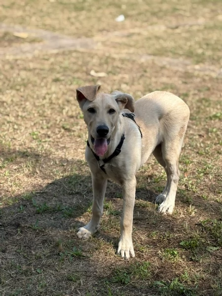 Ariel Meravigliosa Cucciolotta Simil Labrador | Foto 1
