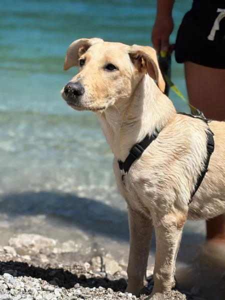 Ariel Meravigliosa Cucciolotta Simil Labrador | Foto 0