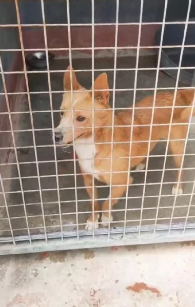 Mambo Giovane Simil Volpino Tg Piccola | Foto 6
